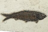 Wide Shale With Two Large Knightia Fossil Fish - Wyoming #233913-2
